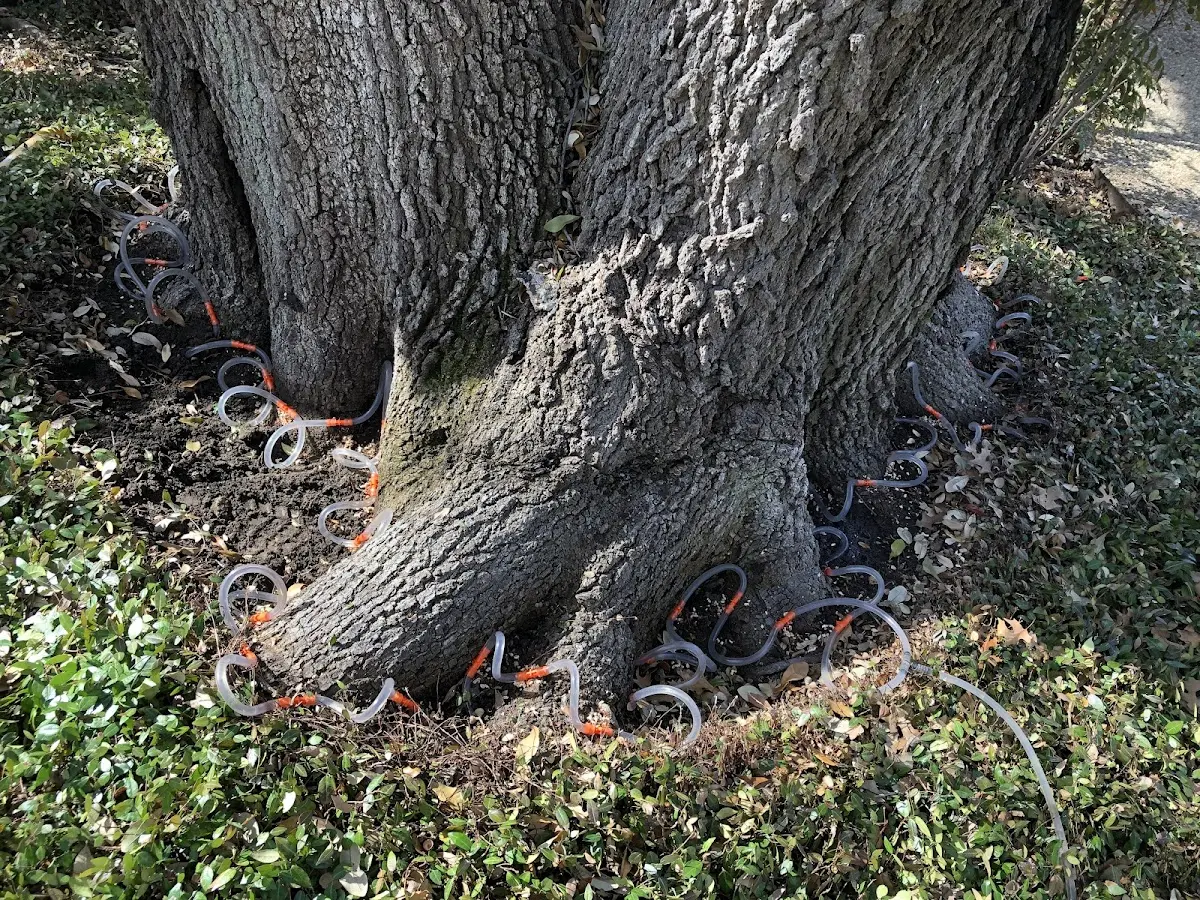 Detailed Tree Cabling and Bracing job site in Gantt