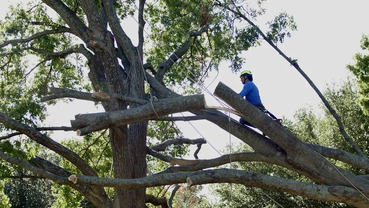Professional Hazardous Tree Removal performed by certified arborists in Gantt