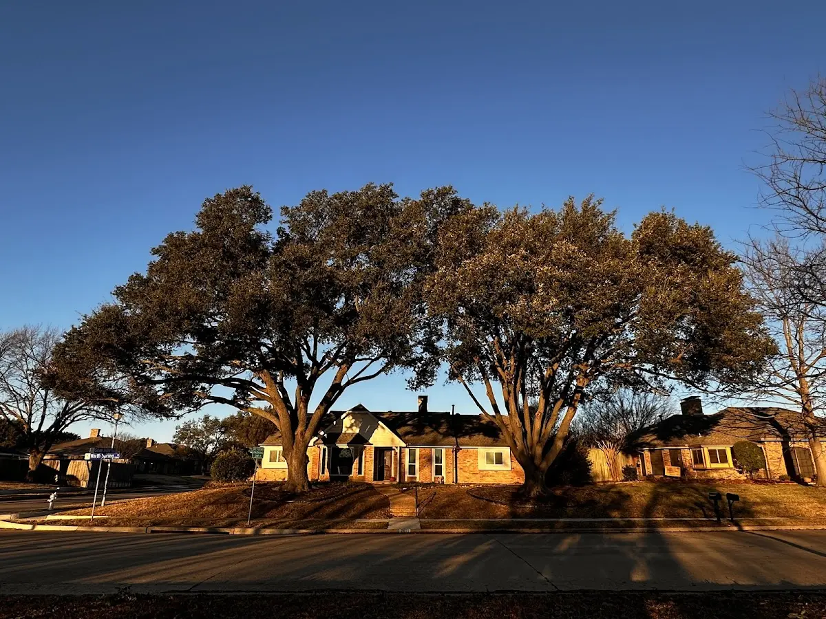 Established residential canopy tree shading a home in Gantt